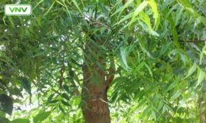 نیم… ایک معجزاتی اور بھولا ہوا درخت