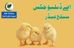 ADS • Allah Waris Poultry Breeders & Sutlej Feeds