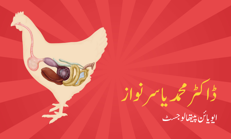 پولٹری سیکٹر میں ڈائیجیسٹیو پرفارمنس کا مسئلہ