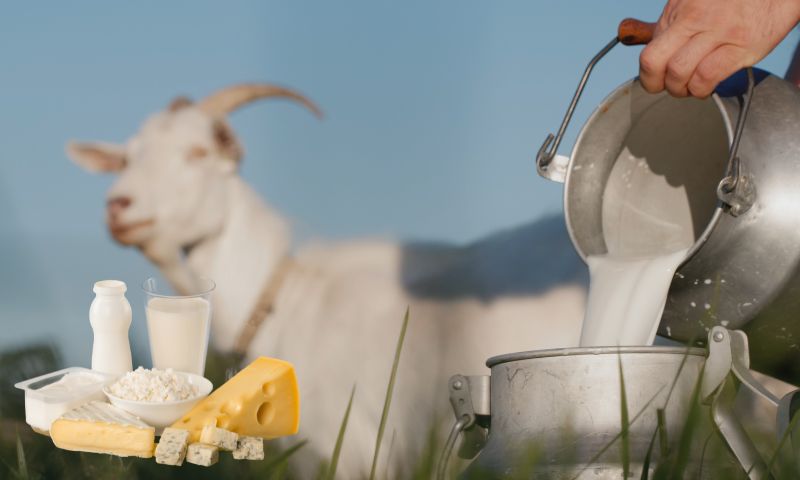 بھیڑ بکری کے دودھ کا حصول اور مصنوعات