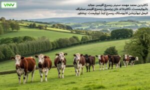 جانوروں سے ذیادہ پیداوار کے حصول کے لئے متوازن خوراک کی فراہمی سے متعلق سنٹر آف انیمل نیوٹریشن پیشاور کے ماہرین کی تجویز کردہ عملی سفاراشات/ مشورے