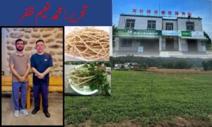 سیچوان صوبہ میں کمیونٹی فارمنگ اور یُو شِن ساؤ کی کاشت