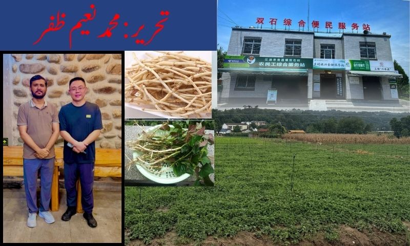 سیچوان صوبہ میں کمیونٹی فارمنگ اور یُو شِن ساؤ کی کاشت