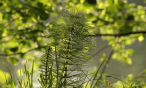 موضعی گھاس (Horsetail / Equisetum) – قدیم پودا جو زمین اور پانی کی حفاظت کرے