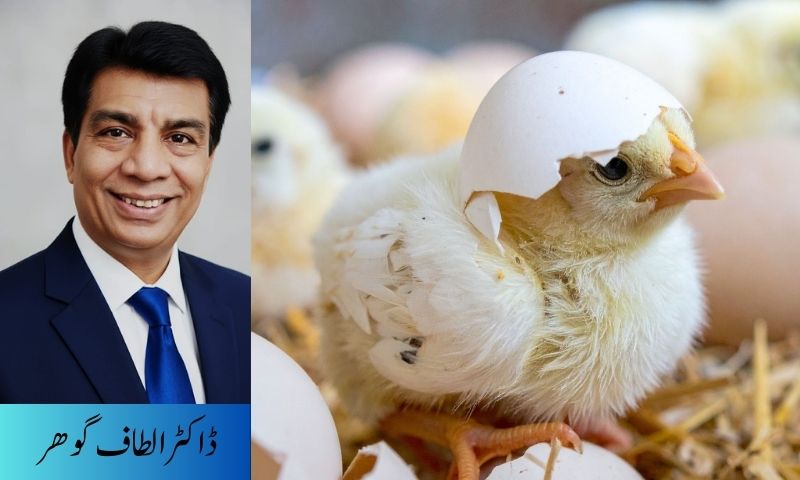 پولٹری فارم بائیو سیکیورٹی – کامیاب فارمنگ کی ضمانت: