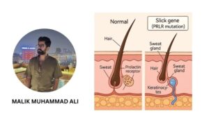 Slick Gene for Farms: Boost Heat Tolerance & Livestock Productivity
