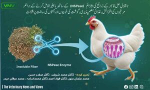 ناقابلِ حل فائبر کے ذرائع کی اینزائم کے ساتھ یا بغیر شامل کرنے کےبرائلر مرغیوں کی افزائش، غذائی ہضم پذیری، گوشت کی خوبیوں اور آنتوں کی ساخت پر اثرات