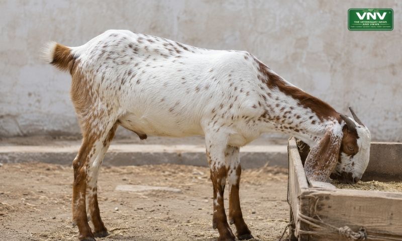 عید سے پہلے بکروں کو موٹا کرنا خطرناک کیوں ہے