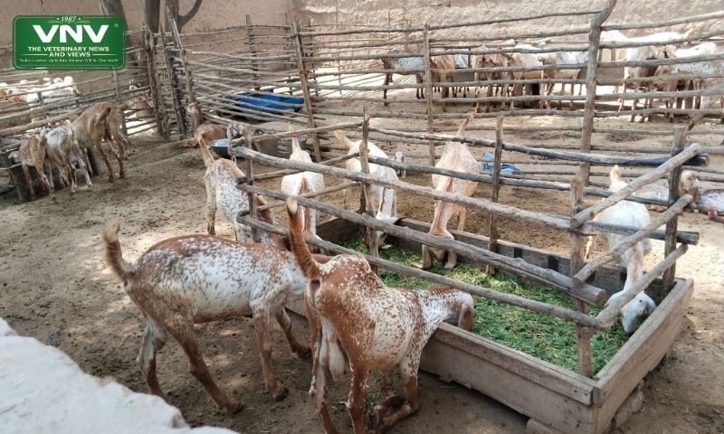 گرمیوں میں بکریوں کا وزن بڑھانے کا دیسی ونڈہ فارمولا