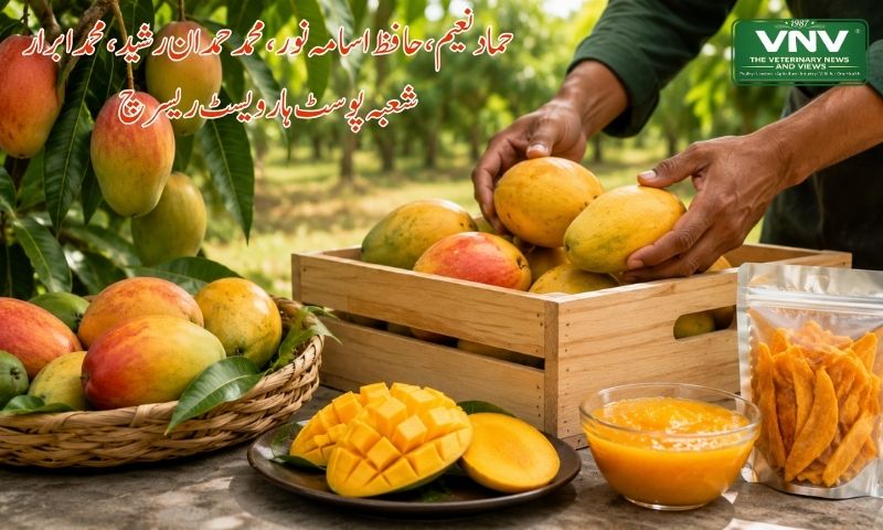 آم کی برداشت نگہداشت اور ویلیو ایڈیشن کی مکمل تفصیل