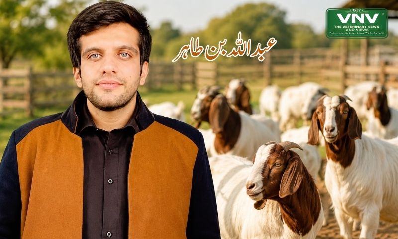 بوئر گوٹ فارمنگ پاکستان میں اس کے فائدے اور کڑوی سچائی