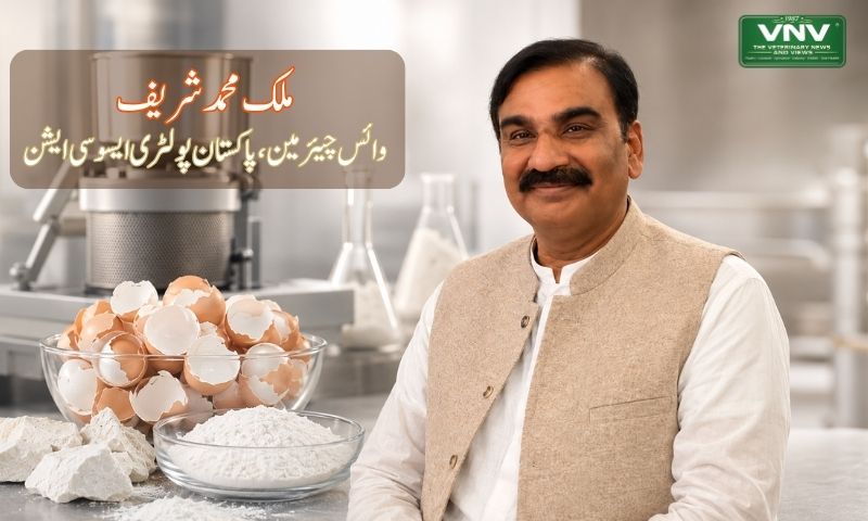 انڈوں کے چھلکوں سے کیلشیم کی تیاری پاکستان میں ری سائیکلنگ کی نئی صنعت