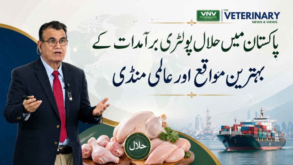 پاکستان میں حلال پولٹری برآمدات کے بہترین مواقع اور عالمی منڈی