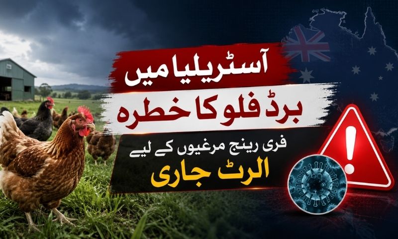آسٹریلیا میں برڈ فلو کا خطرہ، فری رینج مرغیوں کے لیے الرٹ جاری
