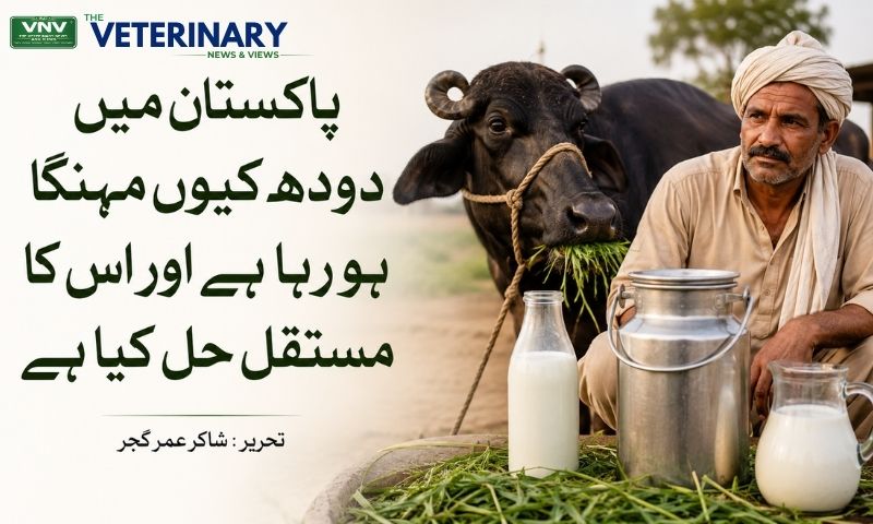 پاکستان میں دودھ کیوں مہنگا ہو رہا ہے اور اس کا مستقل حل کیا ہے