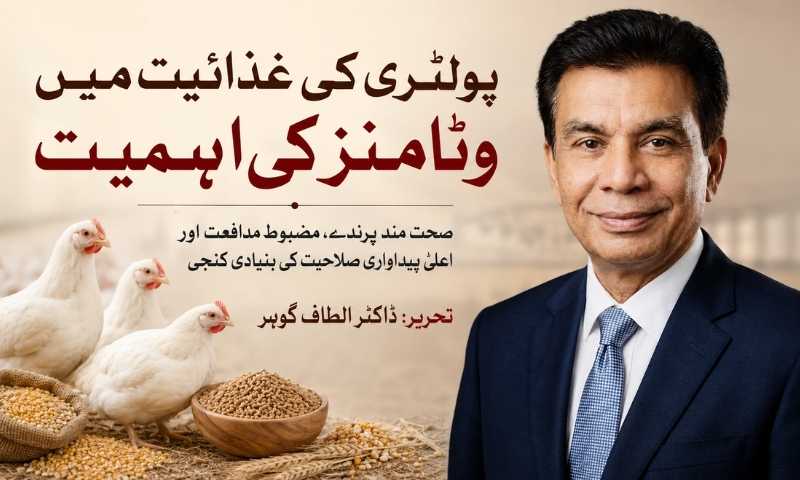 پولٹری کی غذائیت میں وٹامنز کی اہمیت اور فارمنگ کے لیے فائدے